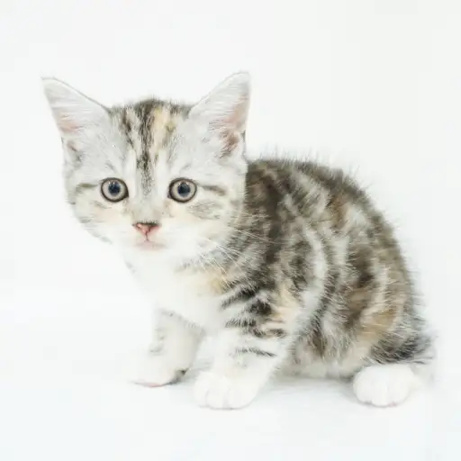 スコティッシュフォールド