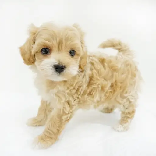 MIX（トイプードル×マルチーズ）