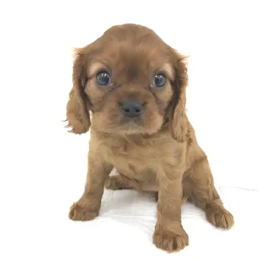 キャバリア・キングチャールズ・スパニエル