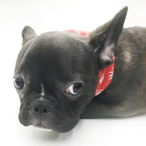 フレンチブルドッグ