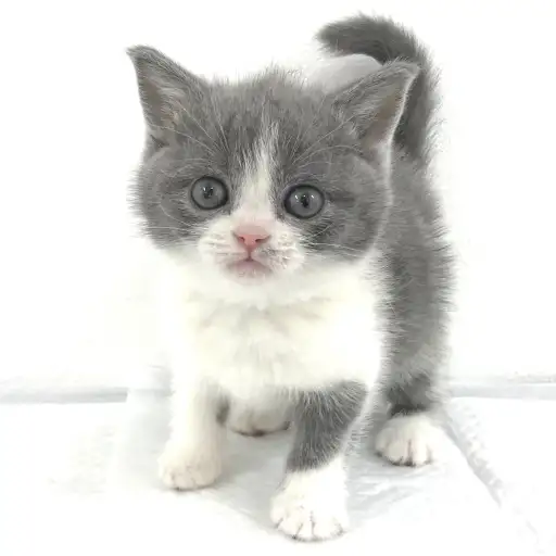 ブリティッシュショートヘア