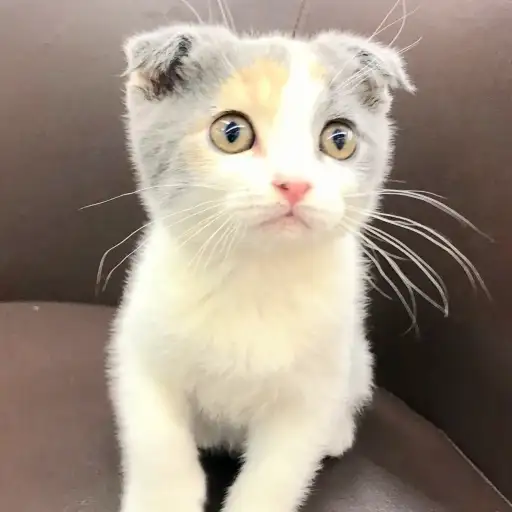 スコティッシュフォールド