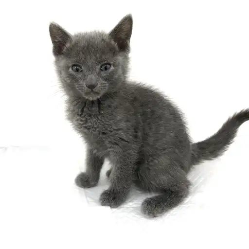 ロシアンブルー