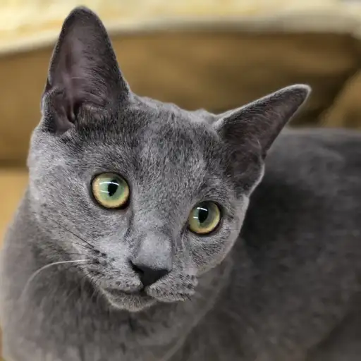 ロシアンブルー