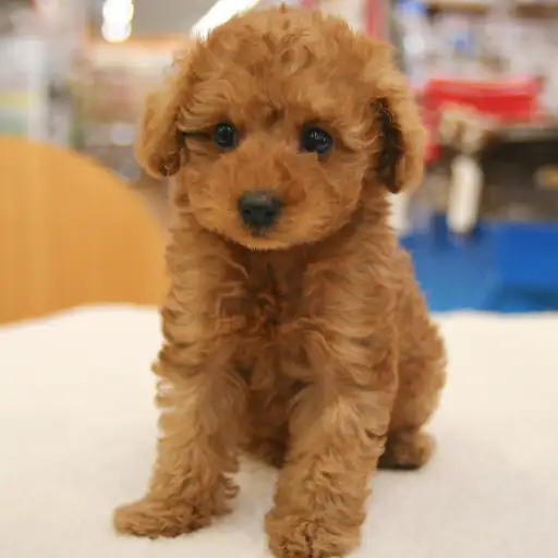 トイ・プードル