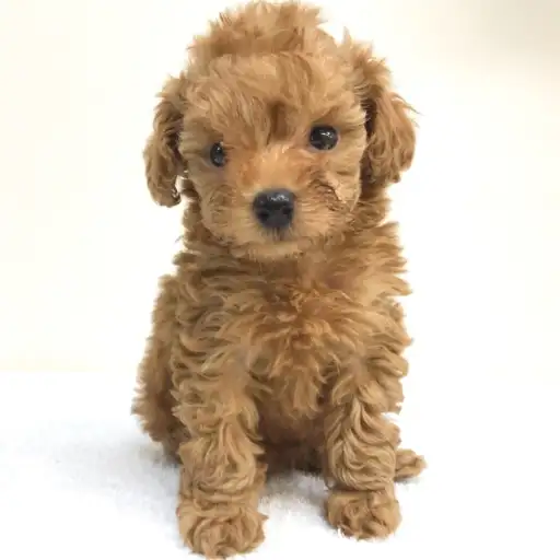 トイ・プードル