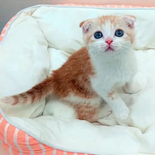 スコティッシュフォールド