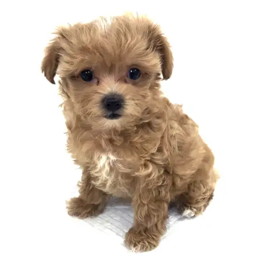 MIX（マルチーズ×トイプードル）