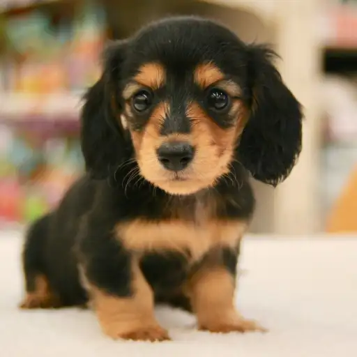 カニンヘン・ダックスフント