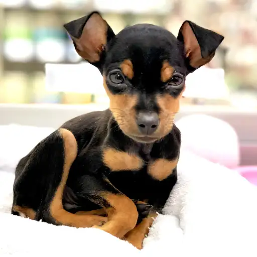 ミニチュア・ピンシャー