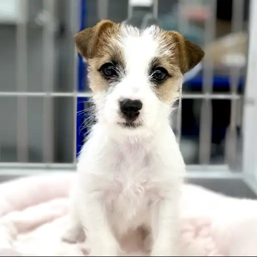 ジャックラッセルテリア