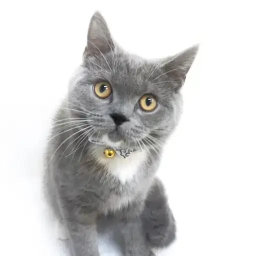 ブリティッシュショートヘア