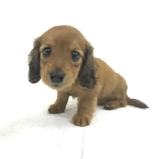 ミニチュア・ダックスフント