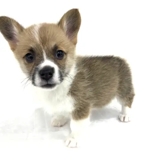 ウェルシュコーギーペンブローク