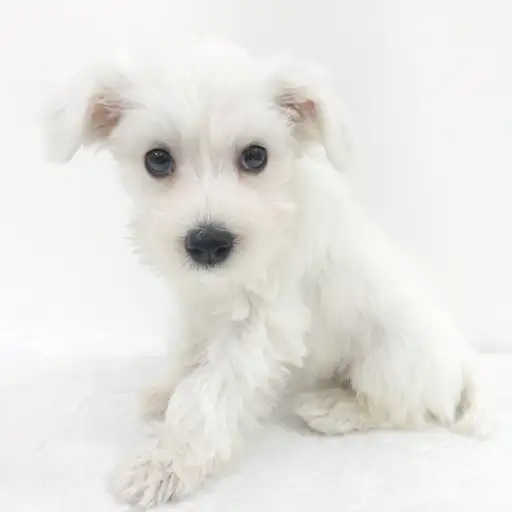 ミニチュア・シュナウザー