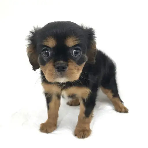 キャバリア・キングチャールズ・スパニエル