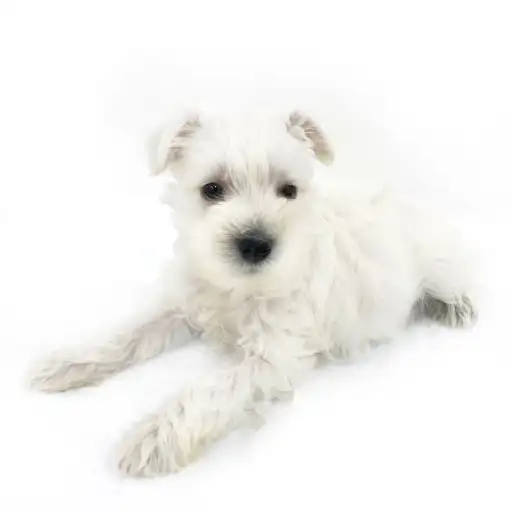 ミニチュア・シュナウザー