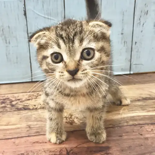 スコティッシュフォールド