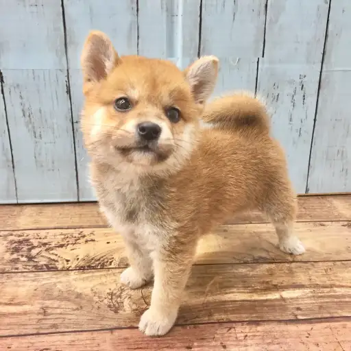 柴犬