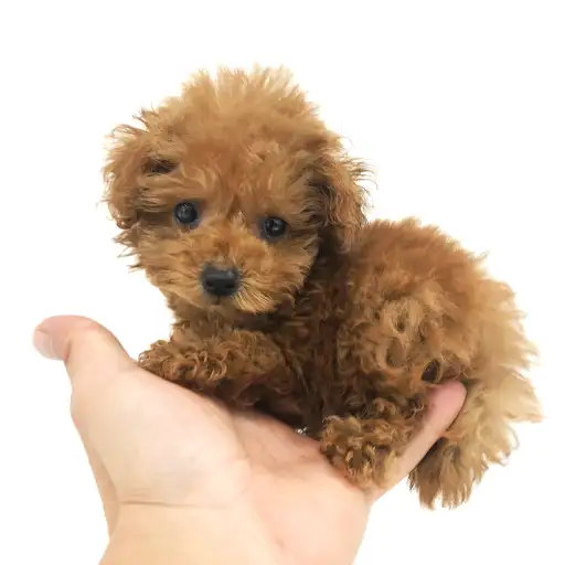 トイ・プードル