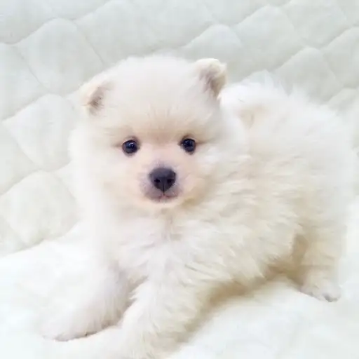 MIX(ポメラニアン×チワワ)