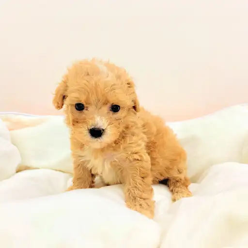 MIX（マルチーズ×トイプードル）