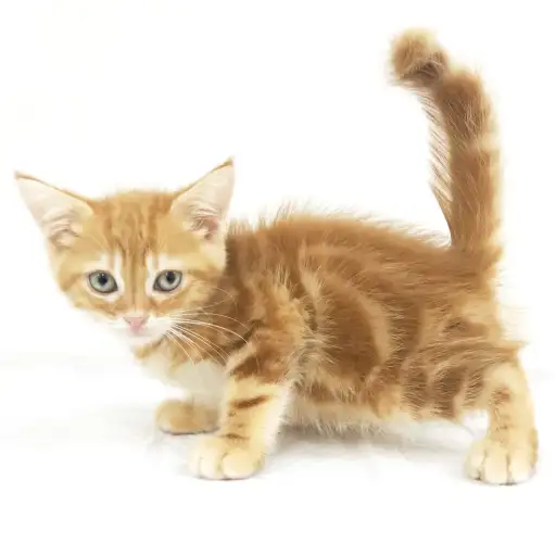 アメリカンショートヘア