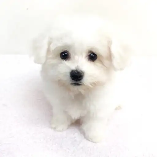 ビションフリーゼ