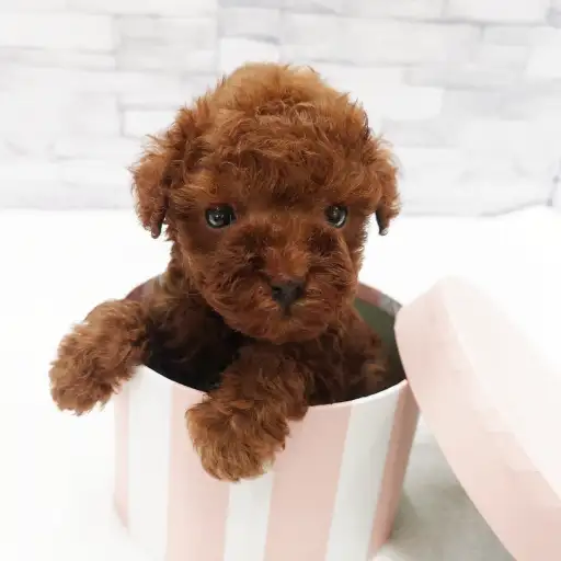 トイ・プードル