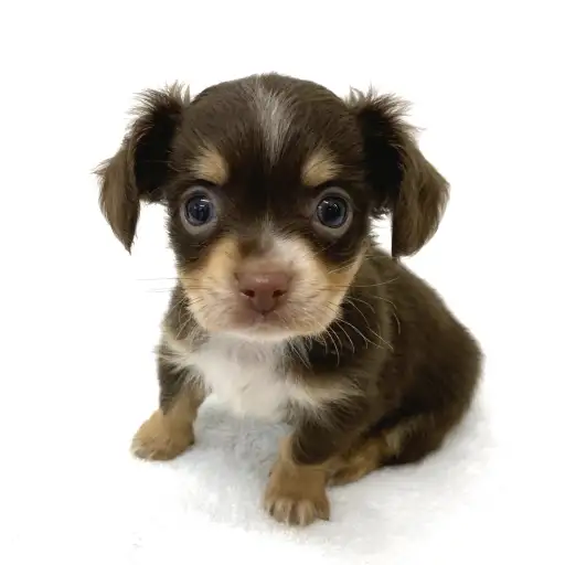 MIX（チワワ×ダックスフント）