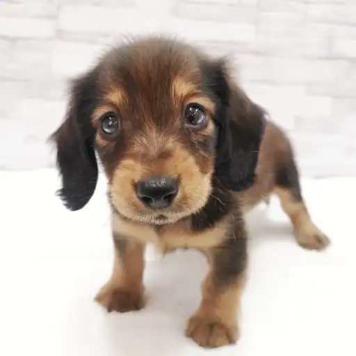 カニンヘン・ダックスフント