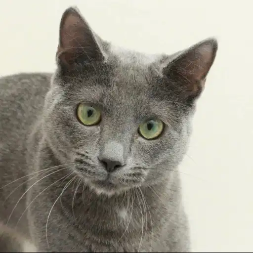 ロシアンブルー