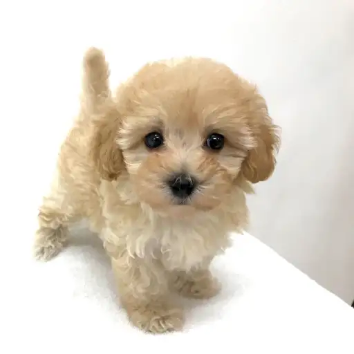 MIX（トイプードル×マルチーズ）