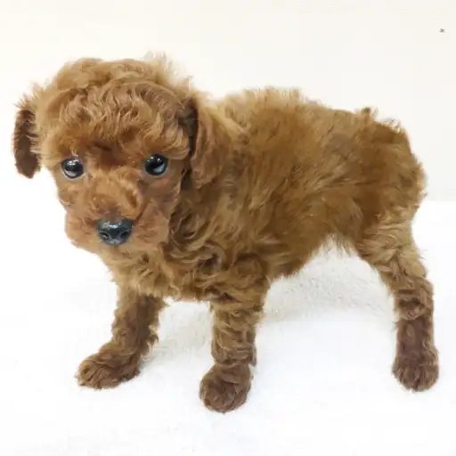 トイ・プードル