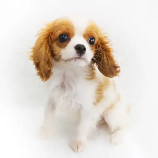 キャバリア・キングチャールズ・スパニエル