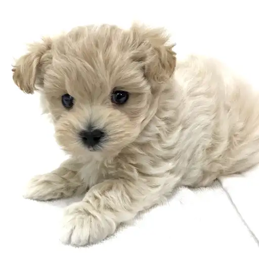 MIX(トイプードル×マルチーズ)