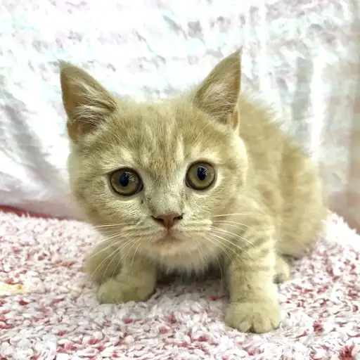 ブリティッシュショートヘア