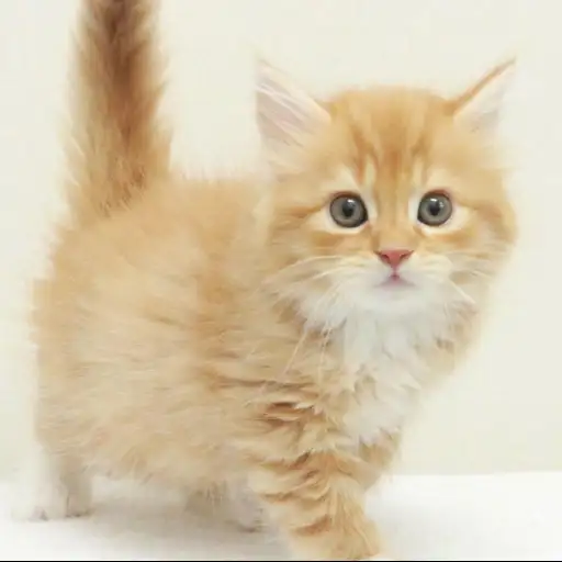 スコティッシュフォールド