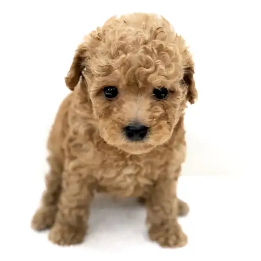 トイ・プードル