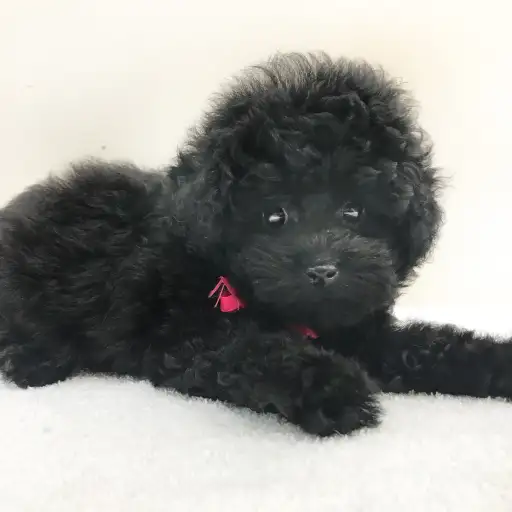 トイ・プードル