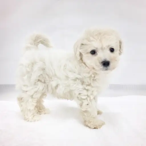 MIX（トイプードル×マルチーズ）