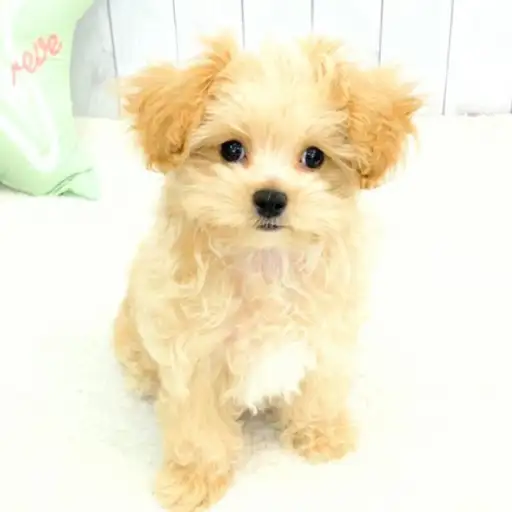 MIX（マルチーズ×トイプードル）