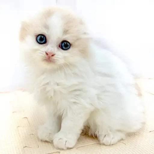 スコティッシュフォールド