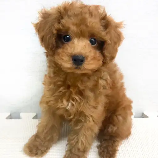 トイ・プードル