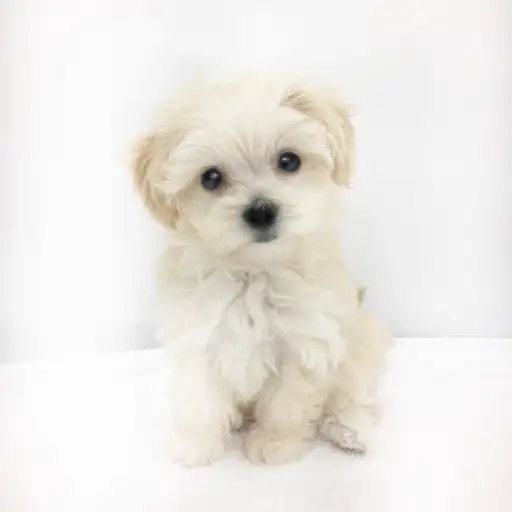 MIX（マルチーズ×トイプードル）