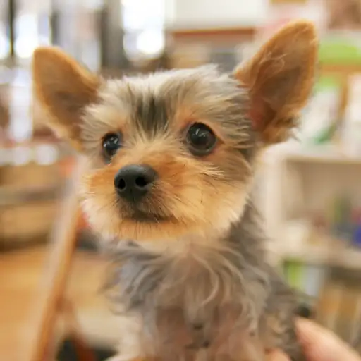 ヨークシャーテリア