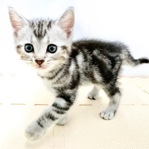 アメリカンショートヘア