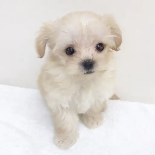 MIX（トイプードル×マルチーズ）