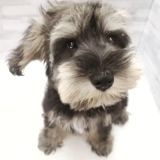 ミニチュア・シュナウザー