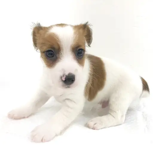 ジャックラッセルテリア